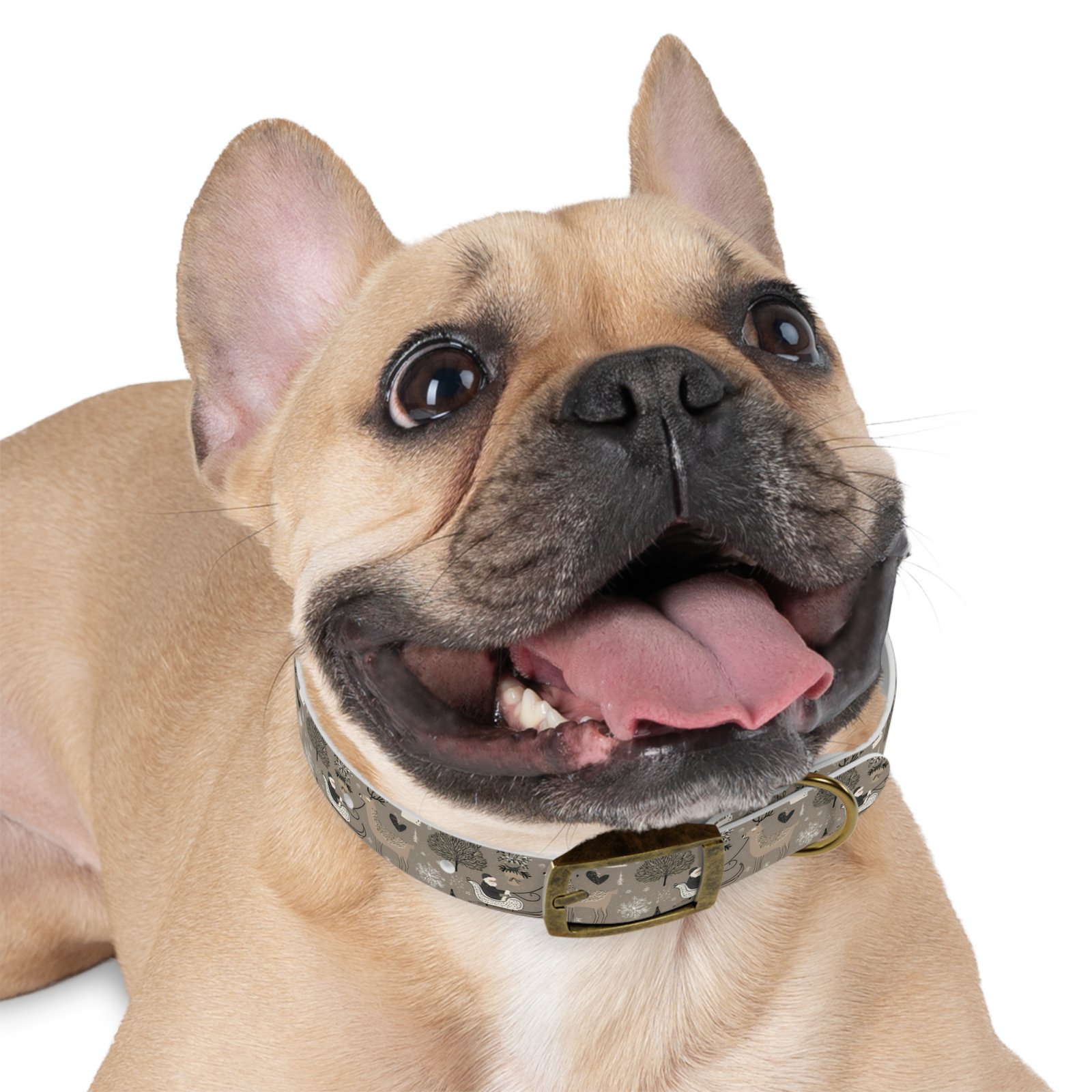 Dog Collar - Image 12